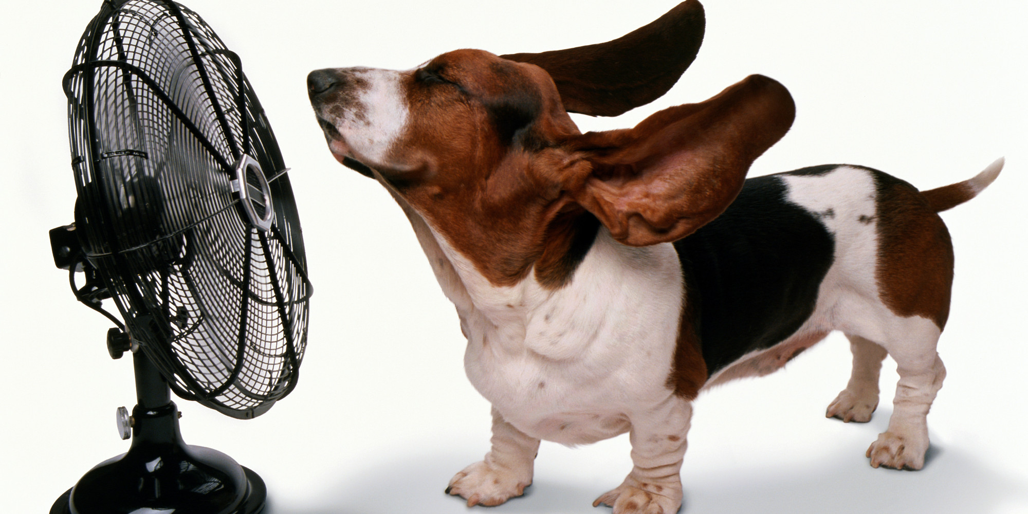 Dog and a fan