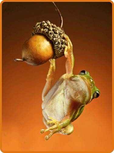 Frog Hanging From Acorn