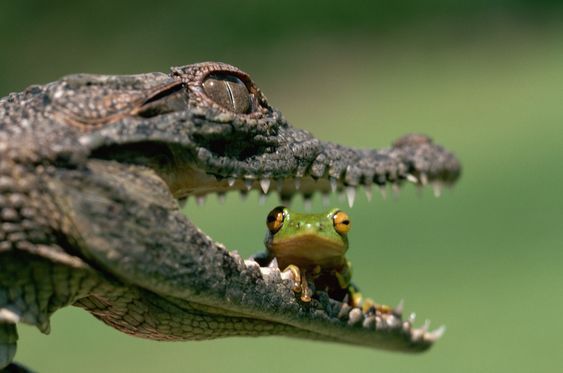 Crocodile with a frog