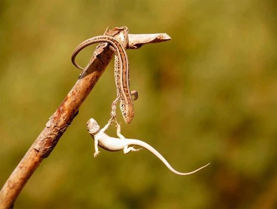 Lizard Helping Other Lizard Hold On